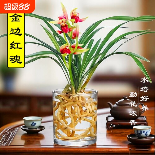 水培植物金边兰花苗红魂建兰夏带花好养室内浓香苔藓球盆栽客厅