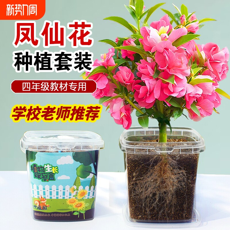 凤仙花种子四季小学生科学实验观察儿童种植小盆栽四年级植物种子
