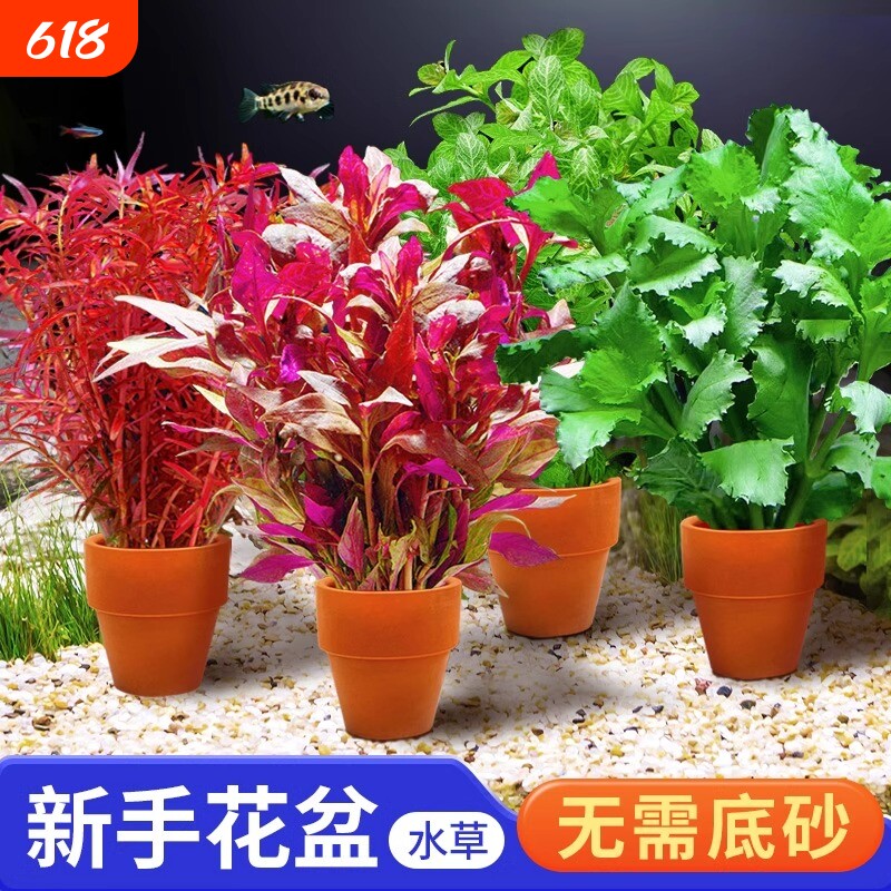 小花盆水草鱼缸造景专用绿菊水培真草阴性水草植物水质套餐十字