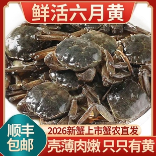 活蟹 六月黄螃蟹鲜活大闸蟹河蟹毛蟹稻田蟹海鲜水大闸蟹1 1.3两