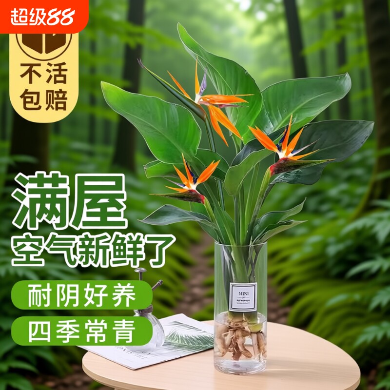 天堂鸟盆栽花卉植物室内无土水培植物桌面鹤望兰客厅绿植耐阴摆放