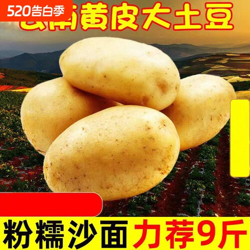 云南土豆新鲜黄心10斤包邮黄心马铃薯蔬菜洋芋整箱土豆