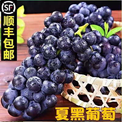 顺丰包邮新鲜无籽无核夏黑葡萄黑加仑现摘当季水果非巨峰葡萄