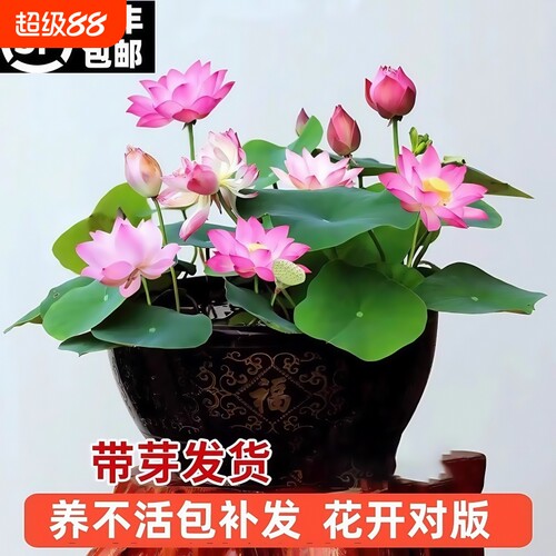 观赏荷花藕种盆栽水养莲花缸栽莲藕苗鱼池塘植物碗莲睡莲水培带花