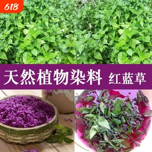 紫兰草紫蓝草染饭饭花五色糯米饭植物染料红广西三月三新鲜
