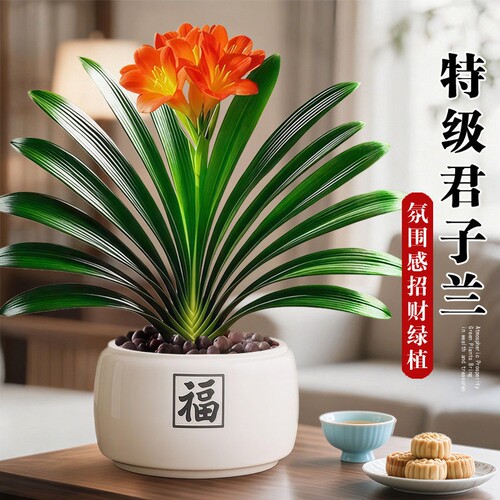 名贵君子兰盆栽室内绿植客厅花卉带花圆头和尚植物四季好养盆景