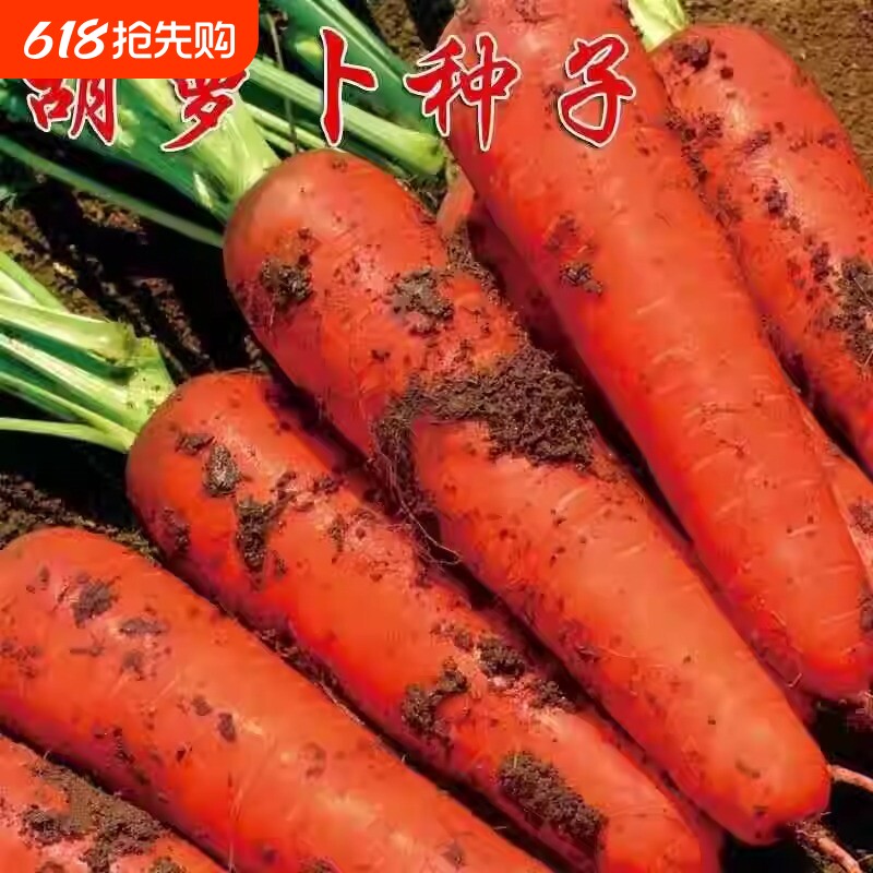 参胡萝卜红萝卜种子四季甜脆高产水果萝卜蔬菜种子白萝卜散装凤梨