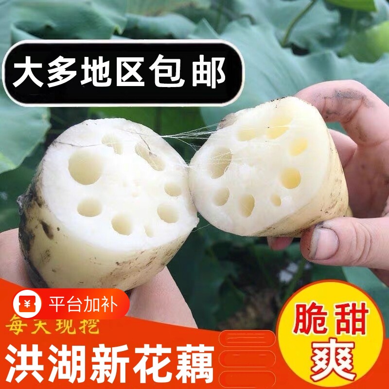 湖北正宗洪湖莲藕新鲜嫩藕脆藕清炒凉拌脆嫩时令蔬菜农家菜新花藕