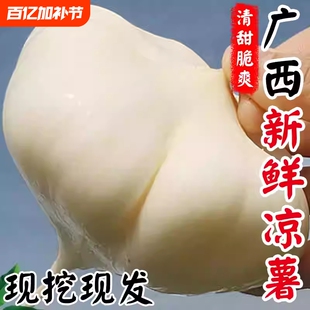 新鲜现挖凉薯农家生白地瓜水果沙葛土番薯土地萝卜当季蔬菜大9斤