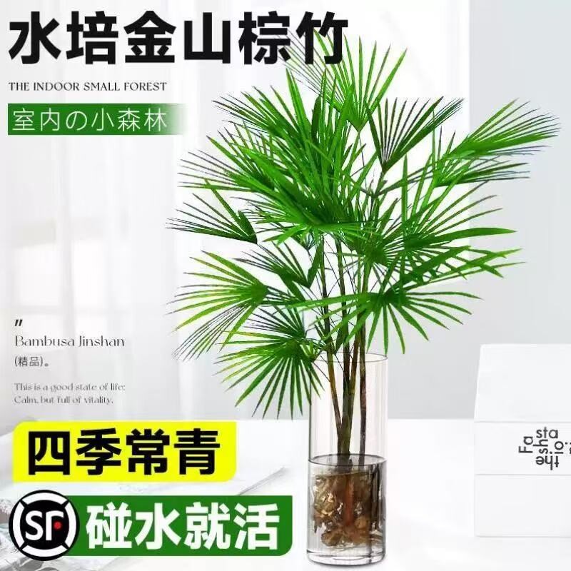 金山棕竹盆栽水培绿植物小叶米竹室内客厅大型旺宅富贵竹水竹桌面