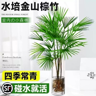 金山棕竹盆栽水培绿植物小叶米竹室内客厅大型旺宅富贵竹水竹桌面