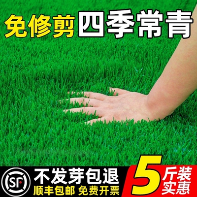 草坪草籽四季常青护坡固土狗牙根矮生地毯草皮庭院绿化黑麦草种子