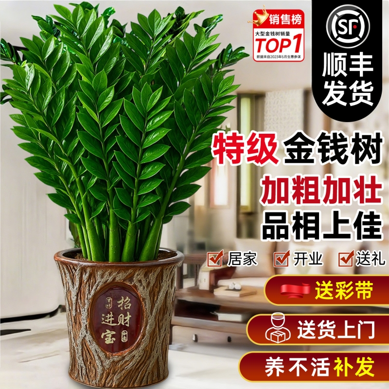 金钱树盆栽客厅大花盆摆件办公室内招财旺宅开业送礼绿植好养植物