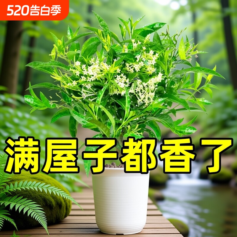夜来香树苗盆栽花九里香带花苞花卉室内外驱蚊绿植物四季开花室外