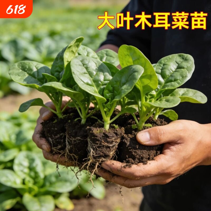 大叶木耳菜种子小青菜阳台盆栽菜种蔬菜种籽四季种植秧孑夏季菜苗