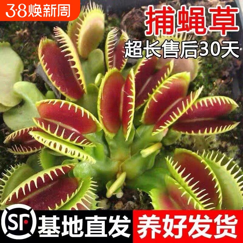 捕蝇草猪笼草食虫草多肉植物驱蚊捕蚊草食蚊草超大捕虫草趣味盆栽