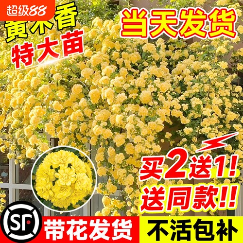 四季黄木香花苗|超3000次加购