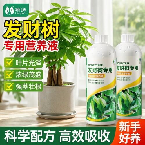 发财树专用营养液叶子发黄掉叶