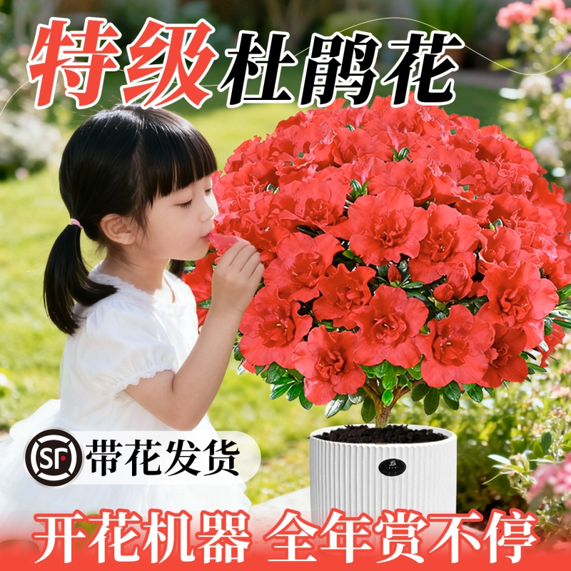 杜鹃花盆栽花卉耐寒植物室内四季