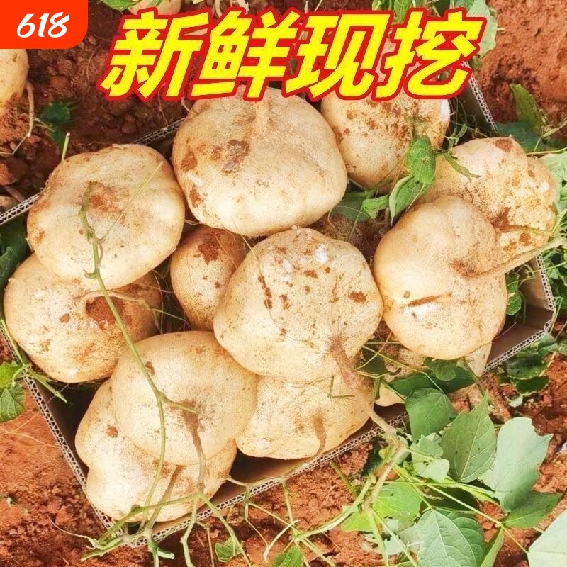广西正宗农家沙地新鲜凉薯地瓜萝卜豆薯当季小个水果蔬菜沙葛批发