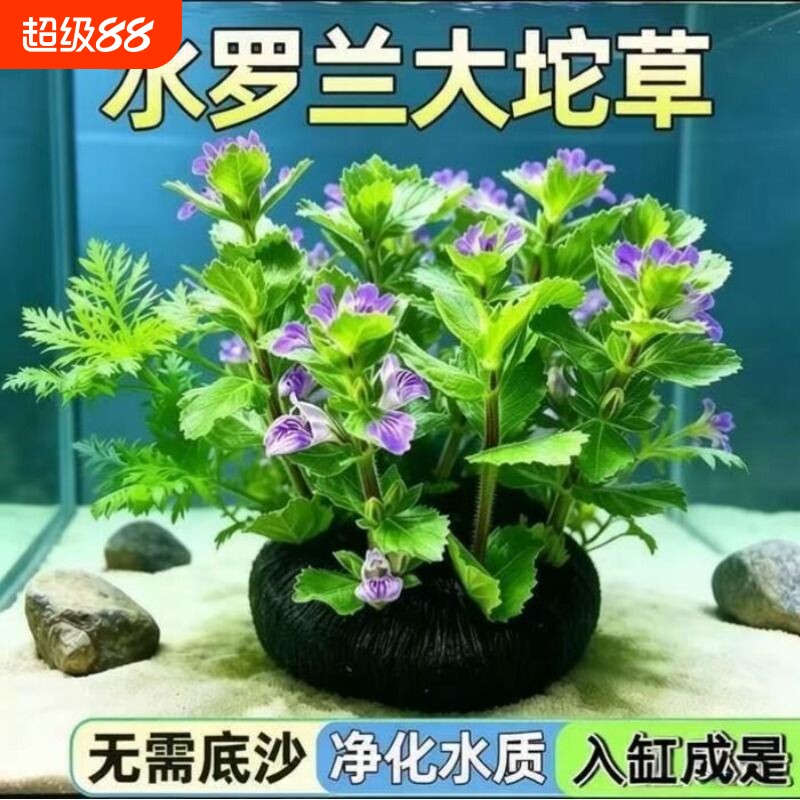 水罗兰水草鱼缸专用绿植图片
