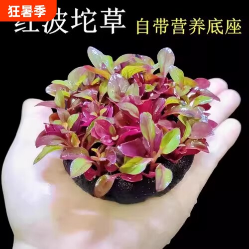 鱼缸红波坨草中后景自带底座活体水草造景淡水懒人易活植物水培