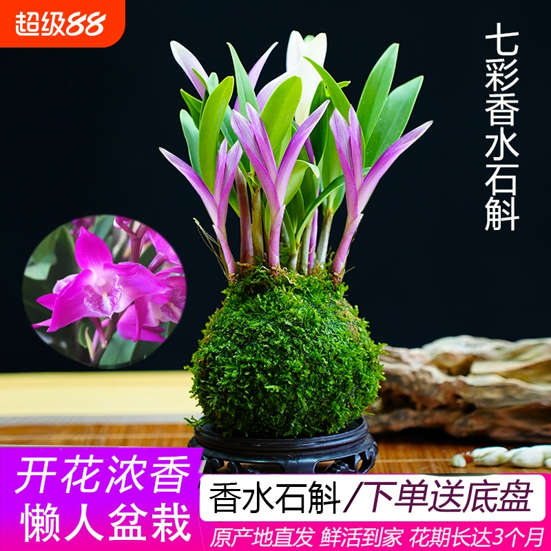 浓香型香水石斛兰四季开花兰花好养七彩改善睡眠净化空气石斛兰花