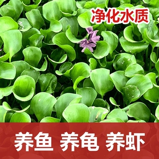 凤眼莲水草浮萍鱼缸乌龟虾花卉鱼池塘净化水生植物水葫芦造景水质