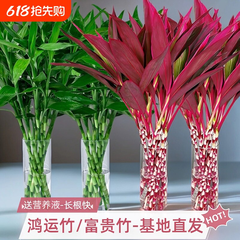 鸿运当头富贵竹水培植物粗杆客厅招财竹子室内桌面好养花卉紫竹