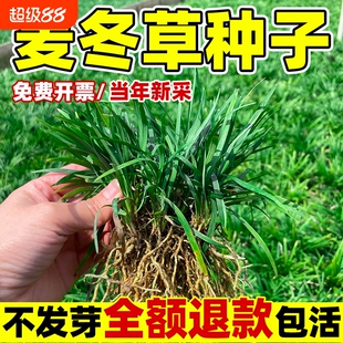 麦冬草苗玉龙草籽日本矮麦冬草种籽细叶麦冬草四季青庭院绿化种子