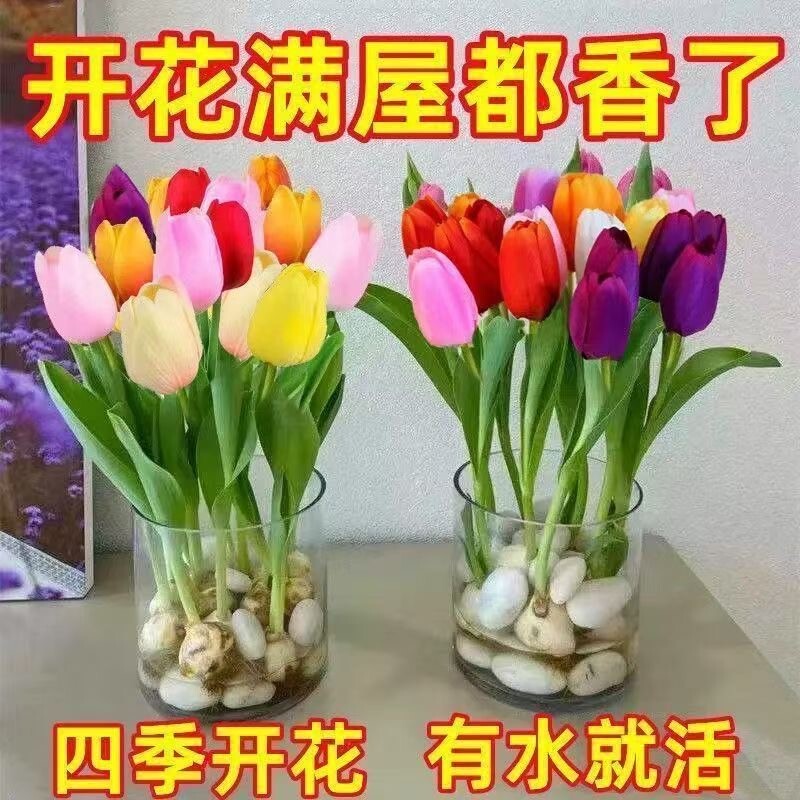 郁金香种球水培套装玻璃瓶耐寒多年生四季种植风信子盆栽花卉阳台