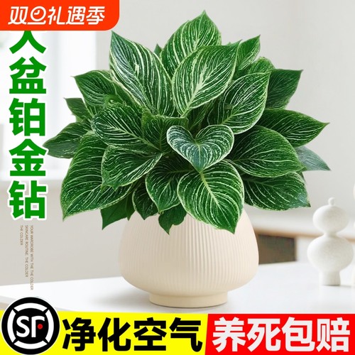 铂金钻盆栽室内桌面水培绿植办公室大叶绿公主净化空气去除甲醛