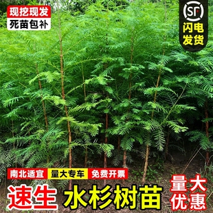 水杉树苗池杉落羽杉四季常青南北方庭院护坡风景大树速生绿化乔木
