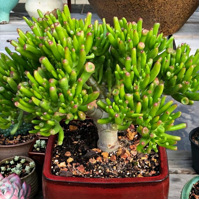 吸财树老桩招财新手好养花卉桌面客厅室内阳台绿植盆栽多肉植物