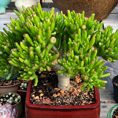 吸财树老桩招财新手好养花卉桌面客厅室内阳台绿植盆栽多肉植物