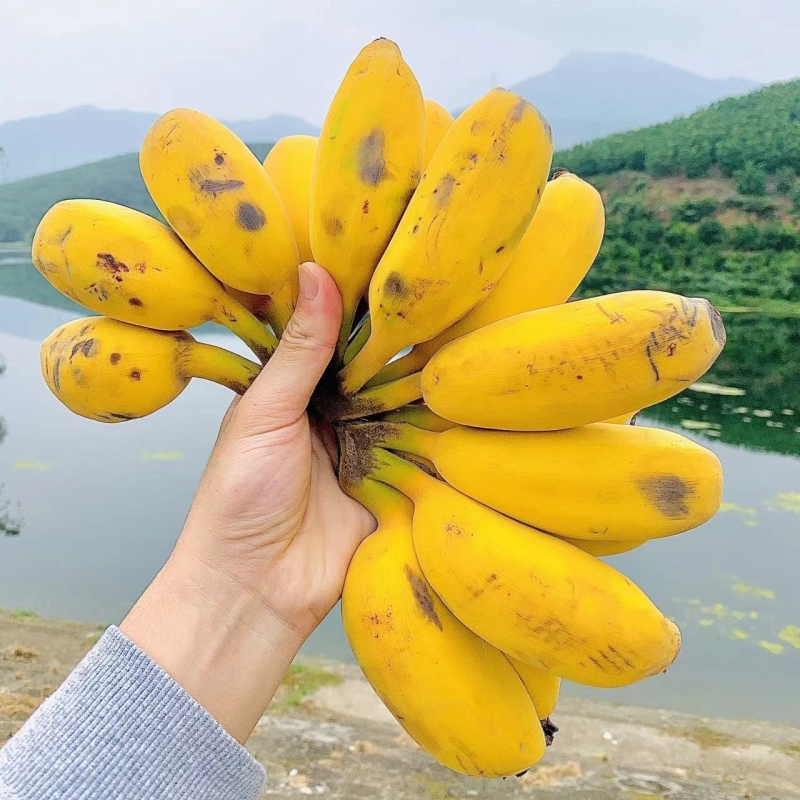 新鲜香蕉9斤整箱|超1000次加购