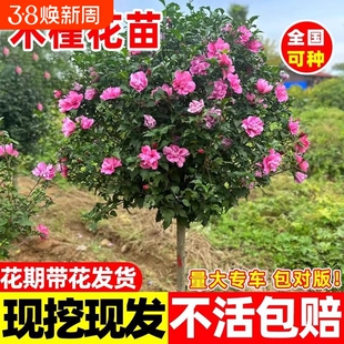 木槿花树苗可食用棒棒糖重瓣大苗庭院盆栽耐寒四季开花室外带花苞