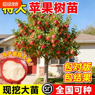 苹果树果苗特大红富士冰糖心果树苗庭院盆栽地栽当年结果特大包活