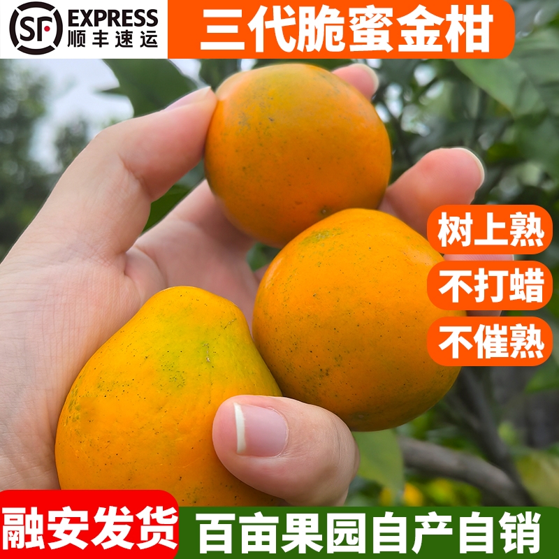 正宗广西融安金桔脆蜜无籽第三代脆蜜金桔纯甜新鲜大果水果礼盒装