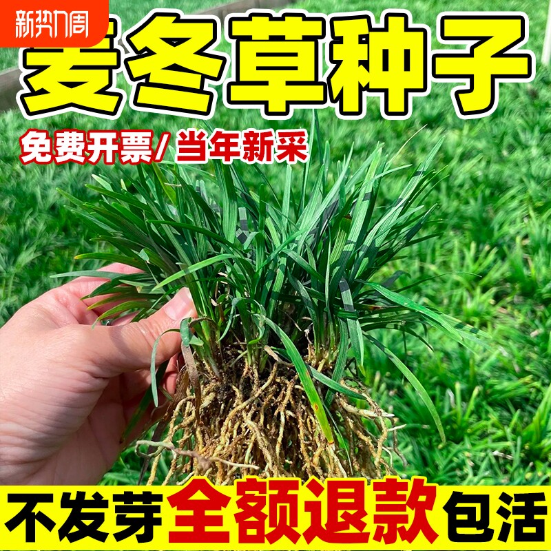 麦冬草苗玉龙草籽日本矮麦冬草种籽细叶麦冬草四季青庭院绿化种子