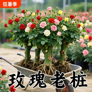 玫瑰花苗老桩绿植物盆栽月季蔷薇老根阳台庭院特大花卉四季开花