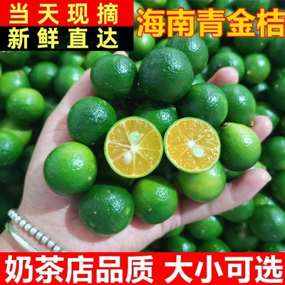 海南特产清香青金桔|千人回购