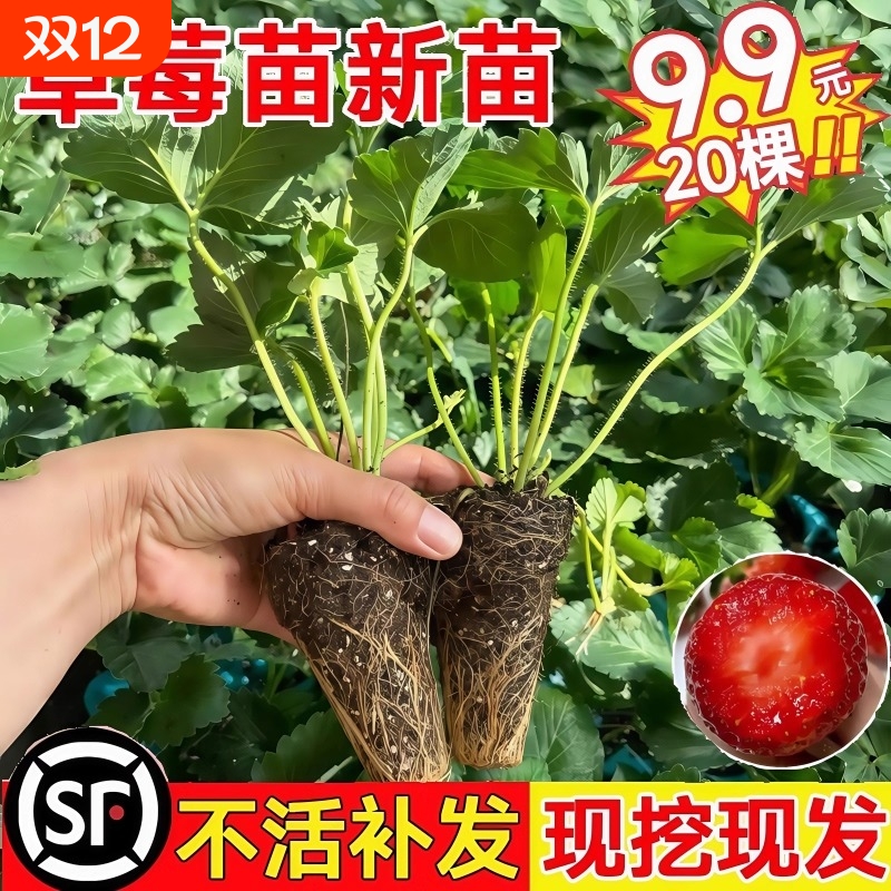 草莓苗四季结果盆栽丹东99奶油红颜草莓秧真红原生章姬可食用阳台