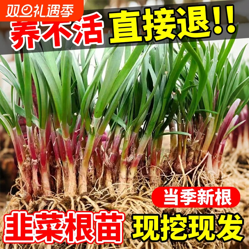 韭菜根苗现挖紫根宽叶红根带土四季农家韭菜根老品种韭菜种籽种子