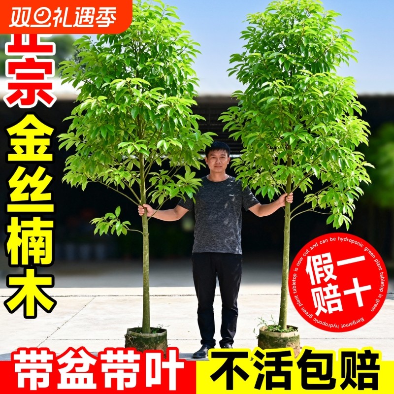 正宗四川金丝楠木树苗庭院盆栽小叶桢楠种植十大名贵风景树耐寒