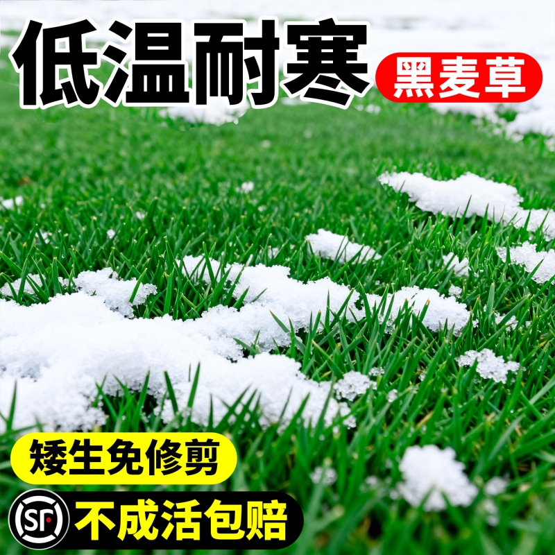 黑麦草种子四季常青绿化进口耐寒草坪草籽庭院小区护坡草皮种籽孑