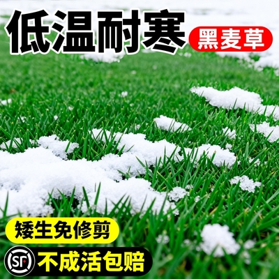 黑麦草种子四季常青绿化进口耐寒草坪草籽庭院小区护坡草皮种籽孑