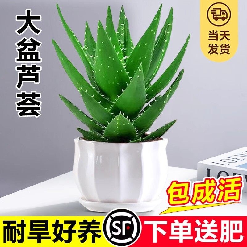 芦荟盆栽大盆室内可水培净化空气绿植办公仙人掌多肉植物四季好养