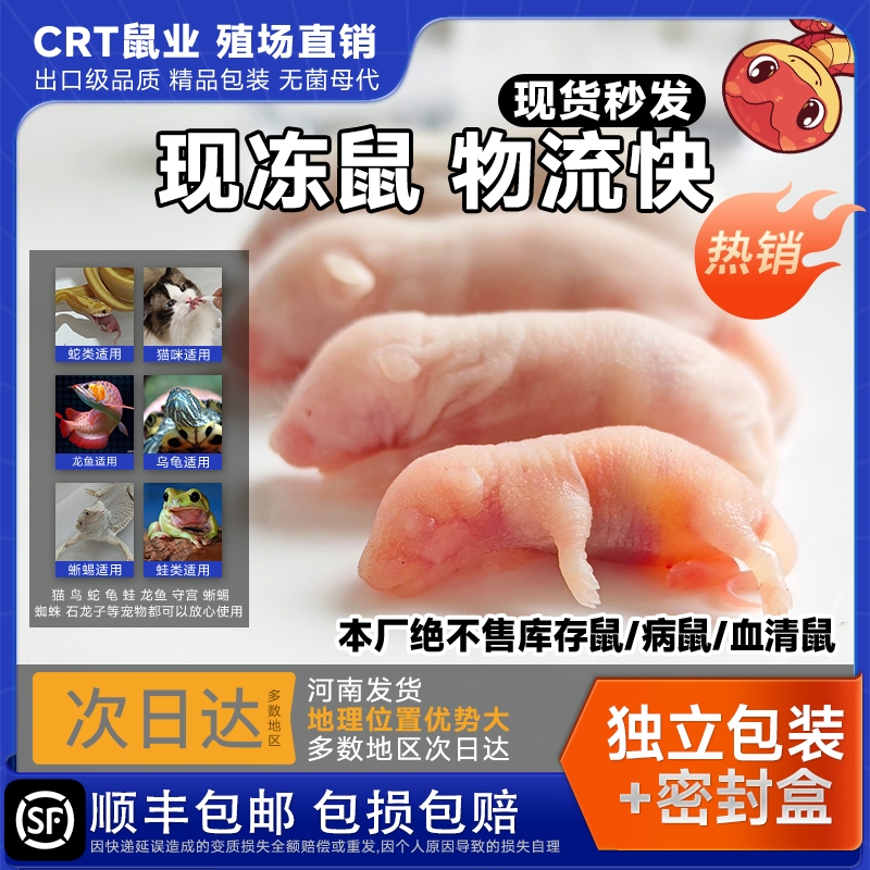 红皮乳鼠冰冷冻小白老鼠蛇苗饲料独立包装幼喂猫龟爬宠粉霜跳亚成