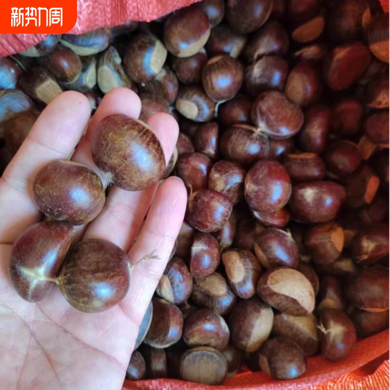 正宗迁西板栗带壳生板栗新鲜生栗子新鲜带皮板栗迁西野生大果